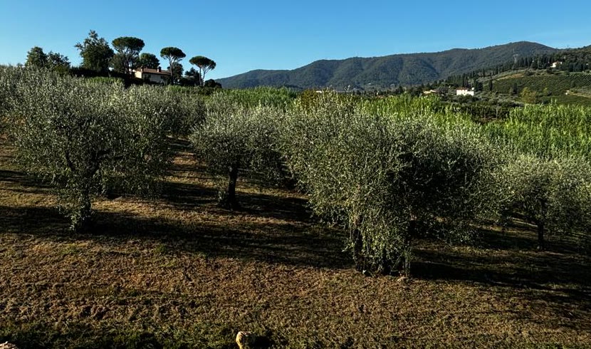 Uliveto con erba appena sfalciata sulle colline