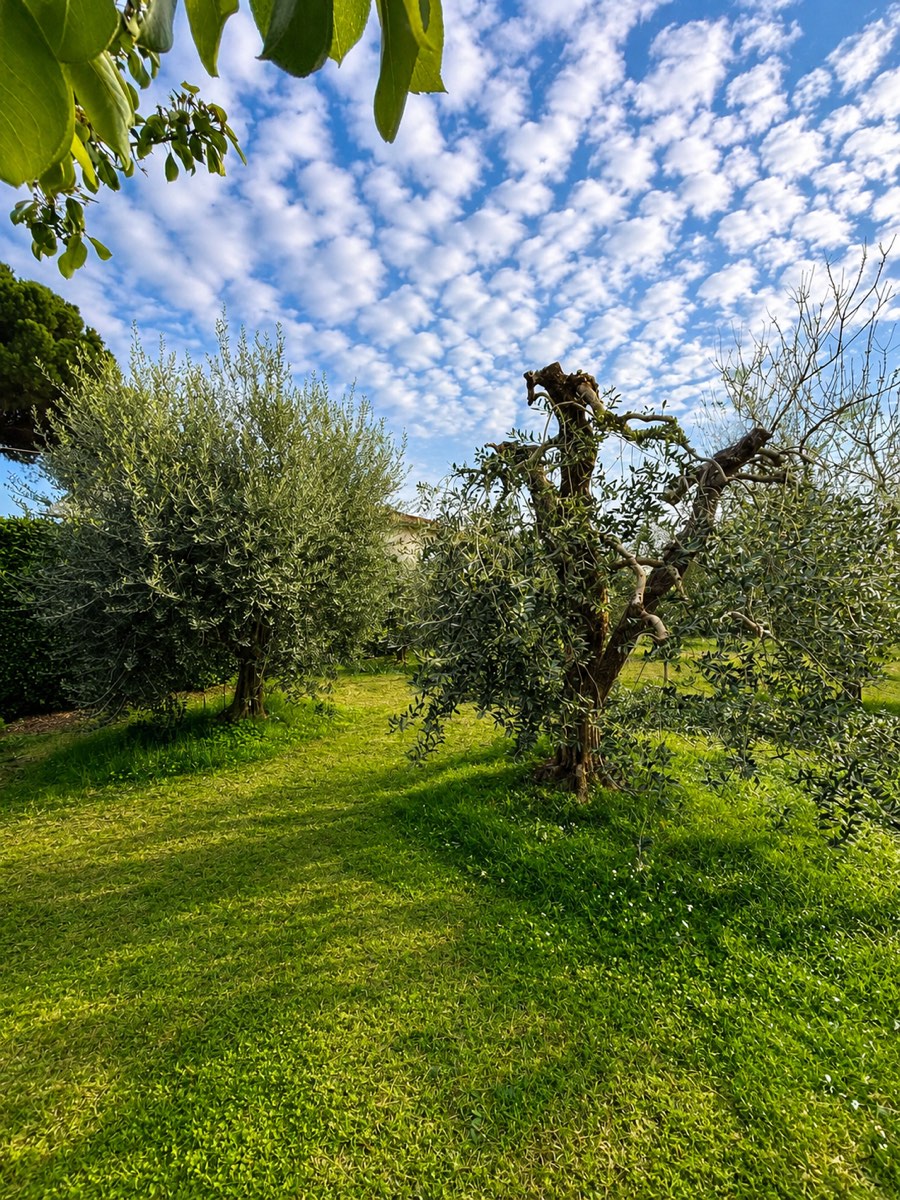 Giardino con ulivi su prato curato